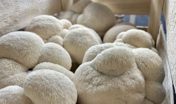 Lion's Mane
