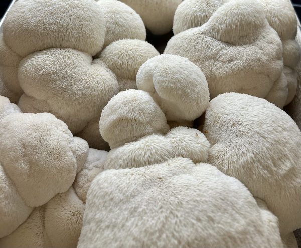 Lion's Mane - Image 2