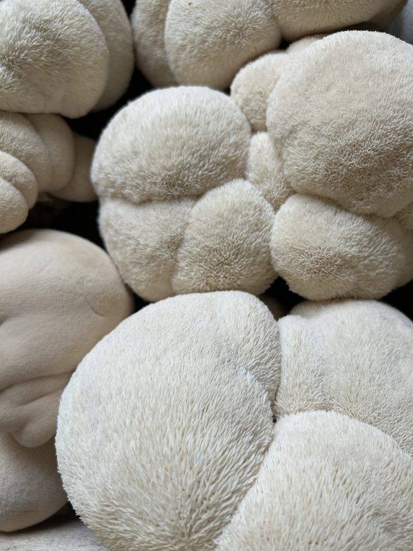 Lion's Mane - Image 6