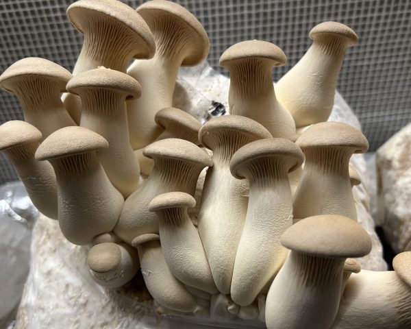 Eryngii