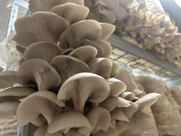 Oyster - Image 7
