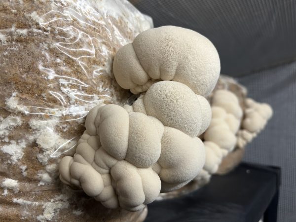 Lion's Mane - Image 7