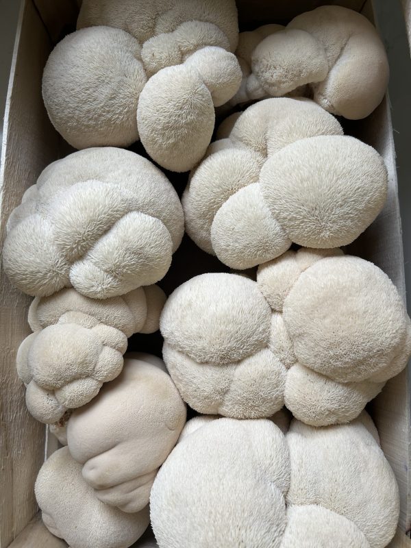 Lion's Mane - Image 3
