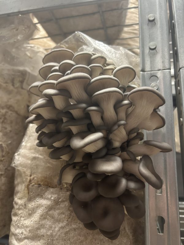 Oyster - Image 6
