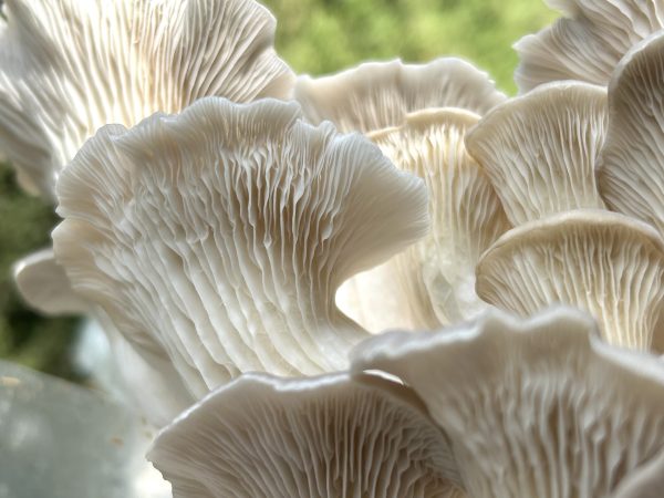 Oyster