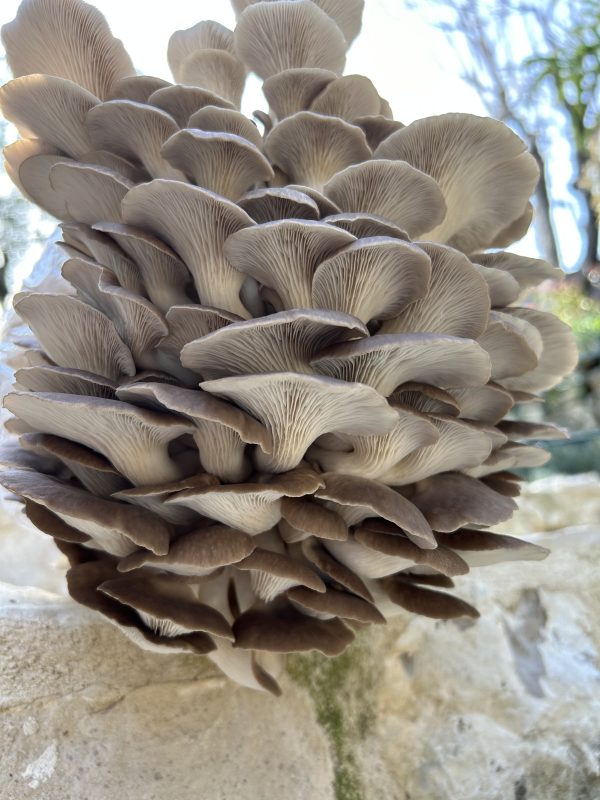 Oyster - Image 3