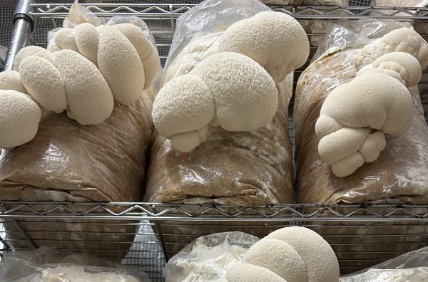 Lion's Mane - Image 4