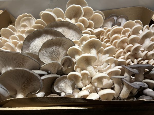 Oyster - Image 4