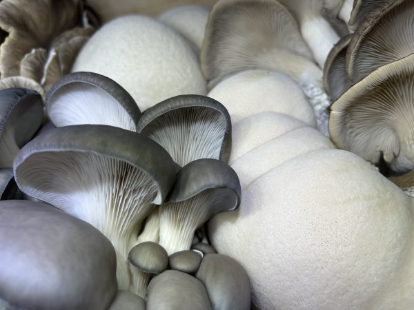Oyster - Image 5